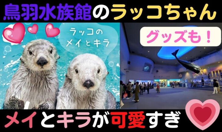 鳥羽水族館ラッコのメイとキラが可愛い！イベントやグッズはどこで買える？